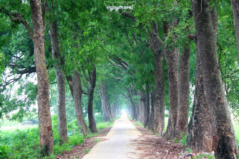 เที่ยวเวียดนาม vnjoytravel vietnam ฮานอย Hanoi อุโมงค์ต้นไม้ Tree Tunnel Hang Cay Xa Cu