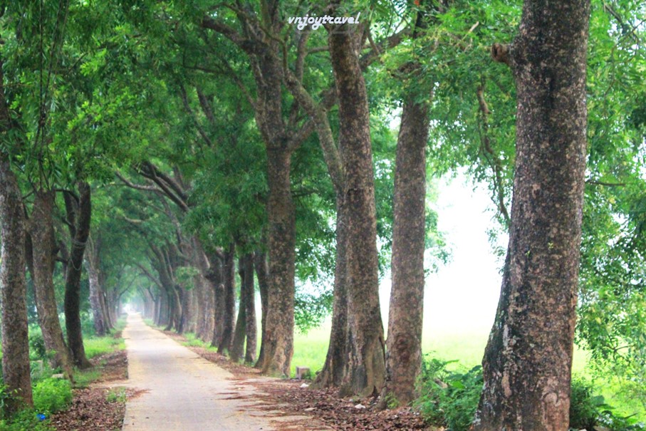 เที่ยวเวียดนาม vnjoytravel vietnam ฮานอย Hanoi อุโมงค์ต้นไม้ Tree Tunnel Hang Cay Xa Cu