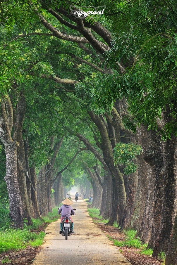 เที่ยวเวียดนาม vnjoytravel vietnam ฮานอย Hanoi อุโมงค์ต้นไม้ Tree Tunnel Hang Cay Xa Cu