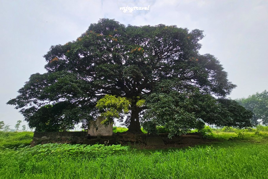 เที่ยวเวียดนาม vnjoytravel vietnam ฮานอย Hanoi อุโมงค์ต้นไม้ Tree Tunnel Hang Cay Xa Cu