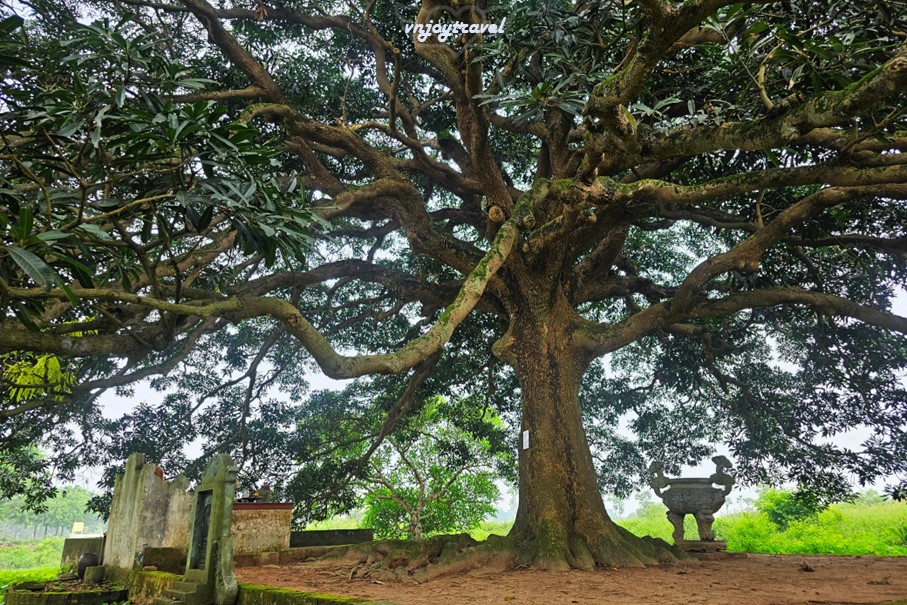 เที่ยวเวียดนาม vnjoytravel vietnam ฮานอย Hanoi อุโมงค์ต้นไม้ Tree Tunnel Hang Cay Xa Cu