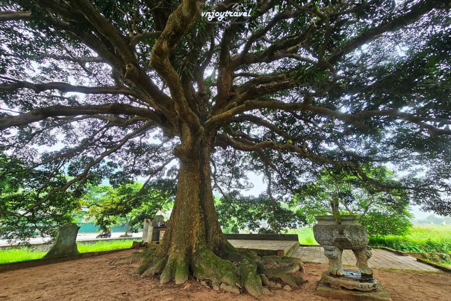 เที่ยวเวียดนาม vnjoytravel vietnam ฮานอย Hanoi อุโมงค์ต้นไม้ Tree Tunnel Hang Cay Xa Cu