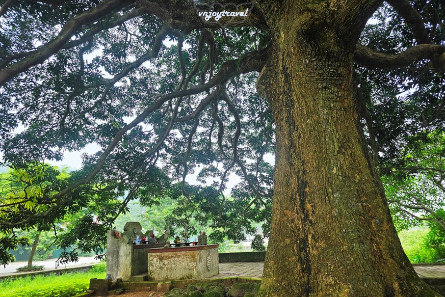 เที่ยวเวียดนาม vnjoytravel vietnam ฮานอย Hanoi อุโมงค์ต้นไม้ Tree Tunnel Hang Cay Xa Cu