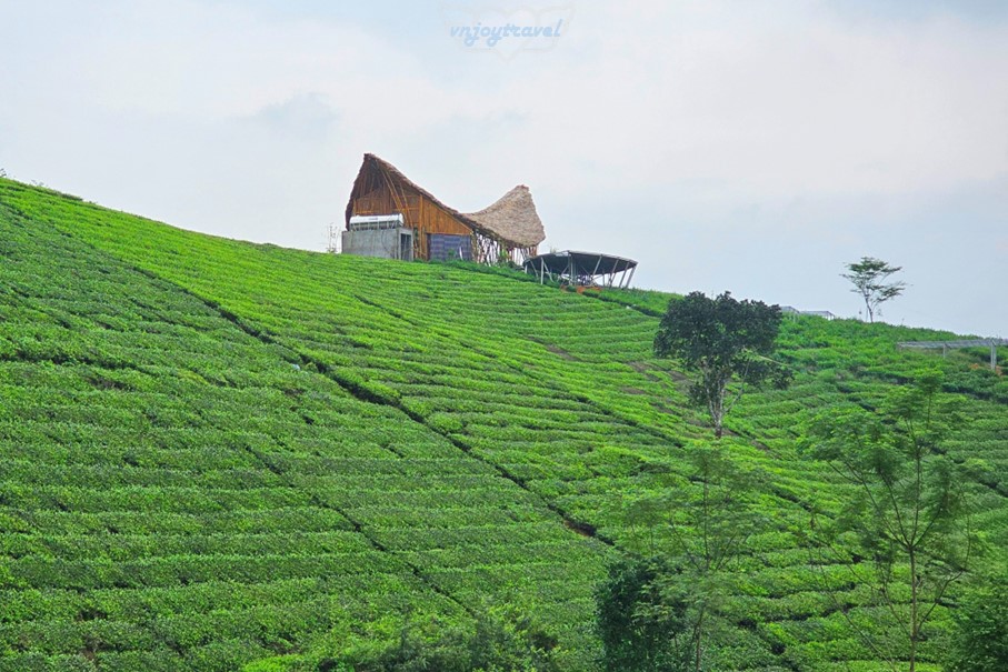 เที่ยวเวียดนาม vnjoytravel vietham ฟู้เถาะ Phu Tho ทุ่งภูเขาไร่ชาลองโก้ก Doi Che Long Coc Tea Hills