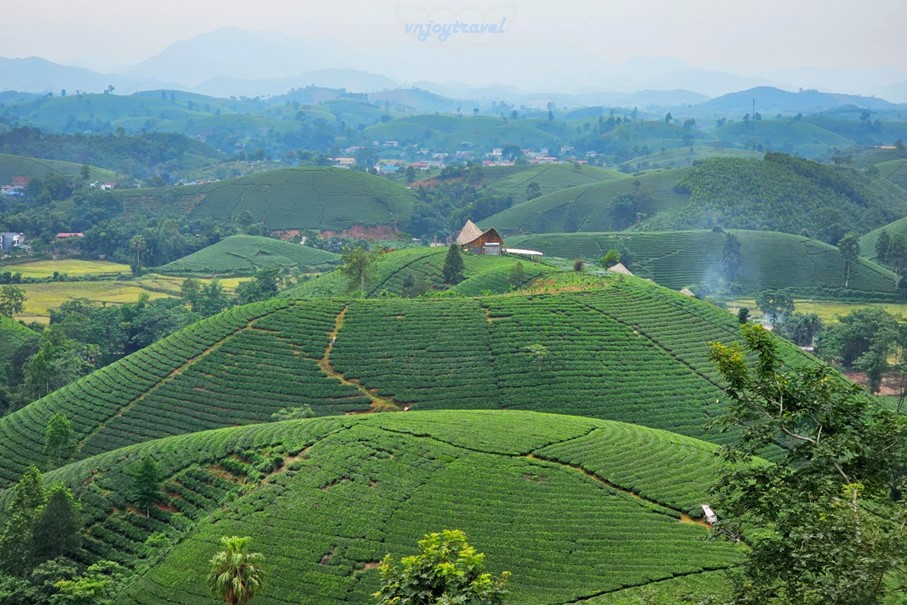 เที่ยวเวียดนาม vnjoytravel vietham ฟู้เถาะ Phu Tho ทุ่งภูเขาไร่ชาลองโก้ก Doi Che Long Coc Tea Hills