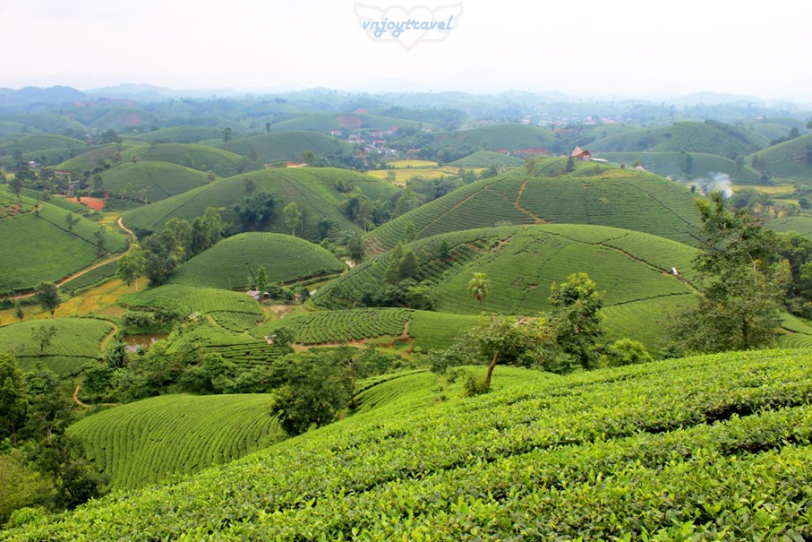เที่ยวเวียดนาม vnjoytravel vietham ฟู้เถาะ Phu Tho ทุ่งภูเขาไร่ชาลองโก้ก Doi Che Long Coc Tea Hills