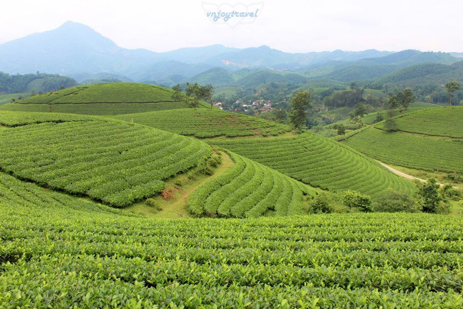 เที่ยวเวียดนาม vnjoytravel vietham ฟู้เถาะ Phu Tho ทุ่งภูเขาไร่ชาลองโก้ก Doi Che Long Coc Tea Hills
