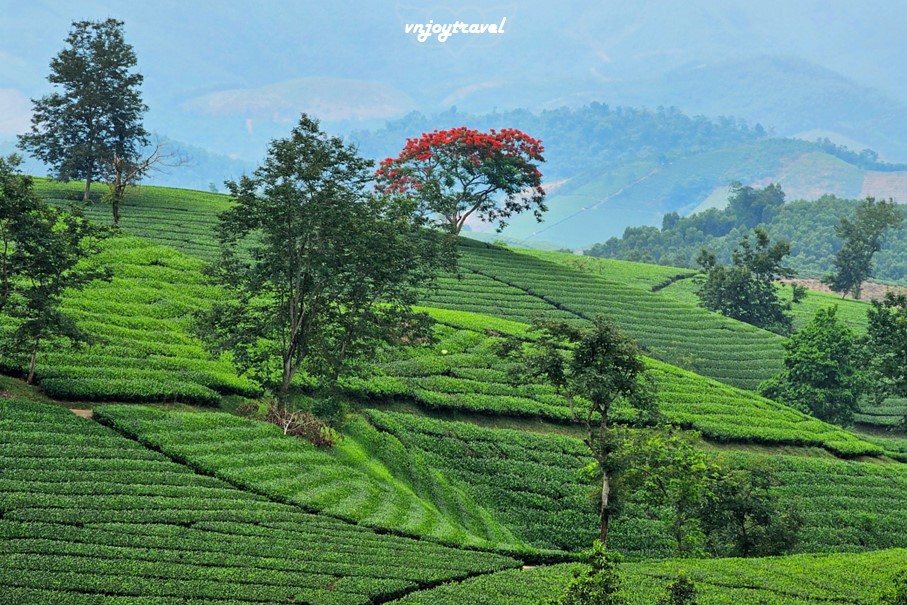 เที่ยวเวียดนาม vnjoytravel vietham ฟู้เถาะ Phu Tho ทุ่งภูเขาไร่ชาลองโก้ก Doi Che Long Coc Tea Hills
