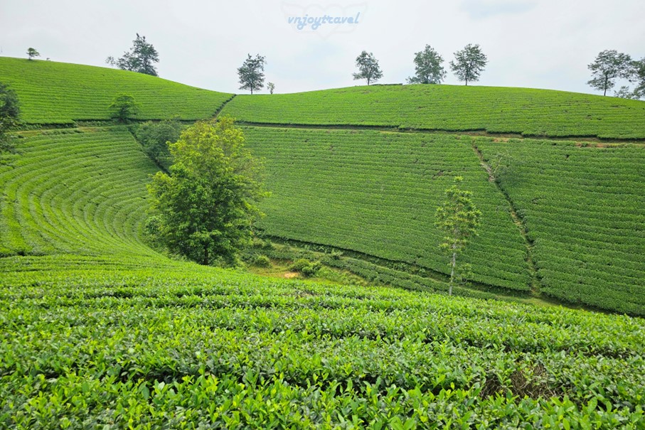 เที่ยวเวียดนาม vnjoytravel vietham ฟู้เถาะ Phu Tho ทุ่งภูเขาไร่ชาลองโก้ก Doi Che Long Coc Tea Hills