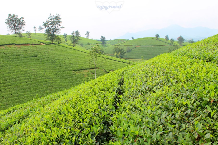 เที่ยวเวียดนาม vnjoytravel vietham ฟู้เถาะ Phu Tho ทุ่งภูเขาไร่ชาลองโก้ก Doi Che Long Coc Tea Hills