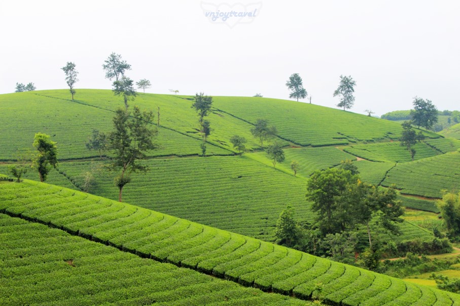 เที่ยวเวียดนาม vnjoytravel vietham ฟู้เถาะ Phu Tho ทุ่งภูเขาไร่ชาลองโก้ก Doi Che Long Coc Tea Hills