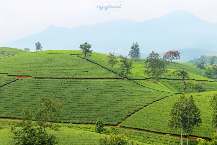 เที่ยวเวียดนาม vnjoytravel vietham ฟู้เถาะ Phu Tho ทุ่งภูเขาไร่ชาลองโก้ก Doi Che Long Coc Tea Hills