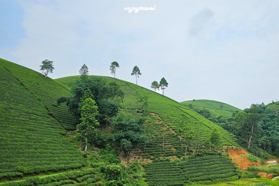 เที่ยวเวียดนาม vnjoytravel vietham ฟู้เถาะ Phu Tho ทุ่งภูเขาไร่ชาลองโก้ก Doi Che Long Coc Tea Hills