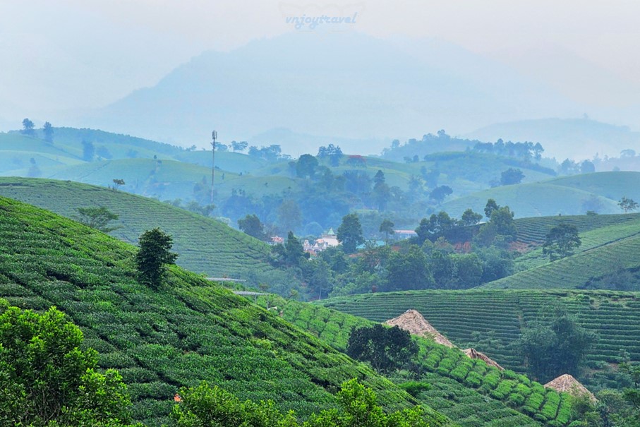เที่ยวเวียดนาม vnjoytravel vietham ฟู้เถาะ Phu Tho ทุ่งภูเขาไร่ชาลองโก้ก Doi Che Long Coc Tea Hills