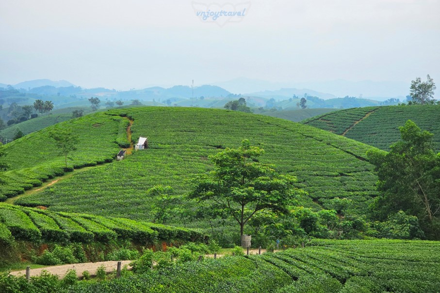 เที่ยวเวียดนาม vnjoytravel vietham ฟู้เถาะ Phu Tho ทุ่งภูเขาไร่ชาลองโก้ก Doi Che Long Coc Tea Hills