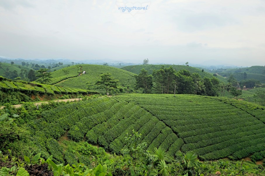 เที่ยวเวียดนาม vnjoytravel vietham ฟู้เถาะ Phu Tho ทุ่งภูเขาไร่ชาลองโก้ก Doi Che Long Coc Tea Hills
