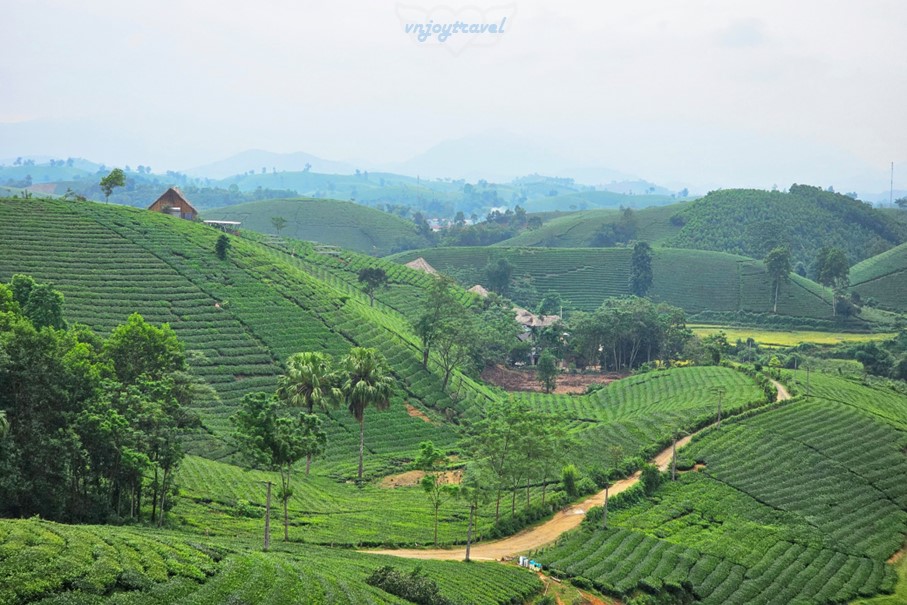 เที่ยวเวียดนาม vnjoytravel vietham ฟู้เถาะ Phu Tho ทุ่งภูเขาไร่ชาลองโก้ก Doi Che Long Coc Tea Hills