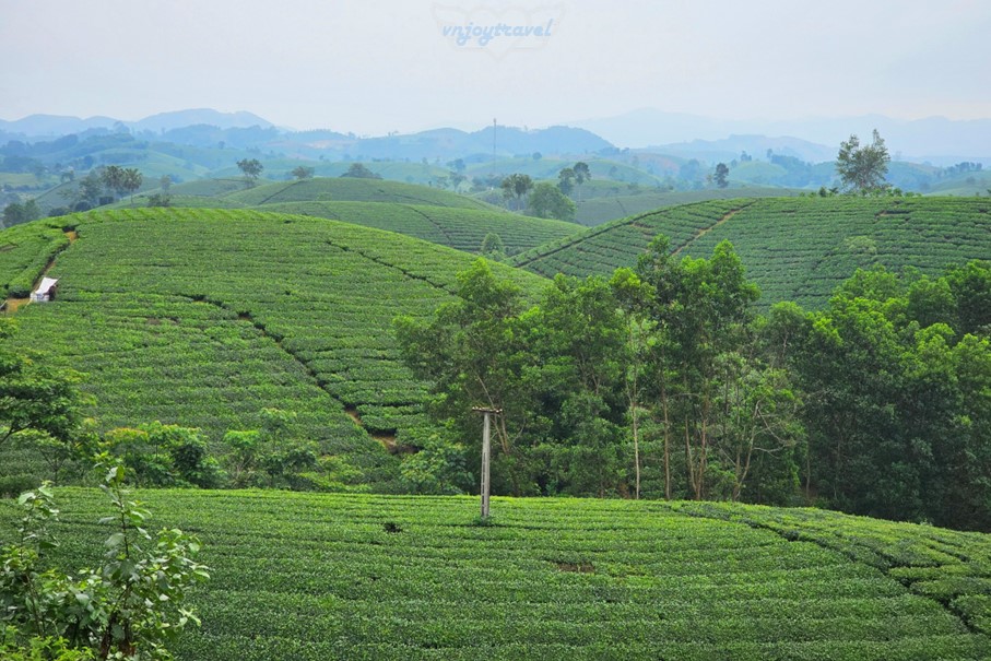 เที่ยวเวียดนาม vnjoytravel vietham ฟู้เถาะ Phu Tho ทุ่งภูเขาไร่ชาลองโก้ก Doi Che Long Coc Tea Hills