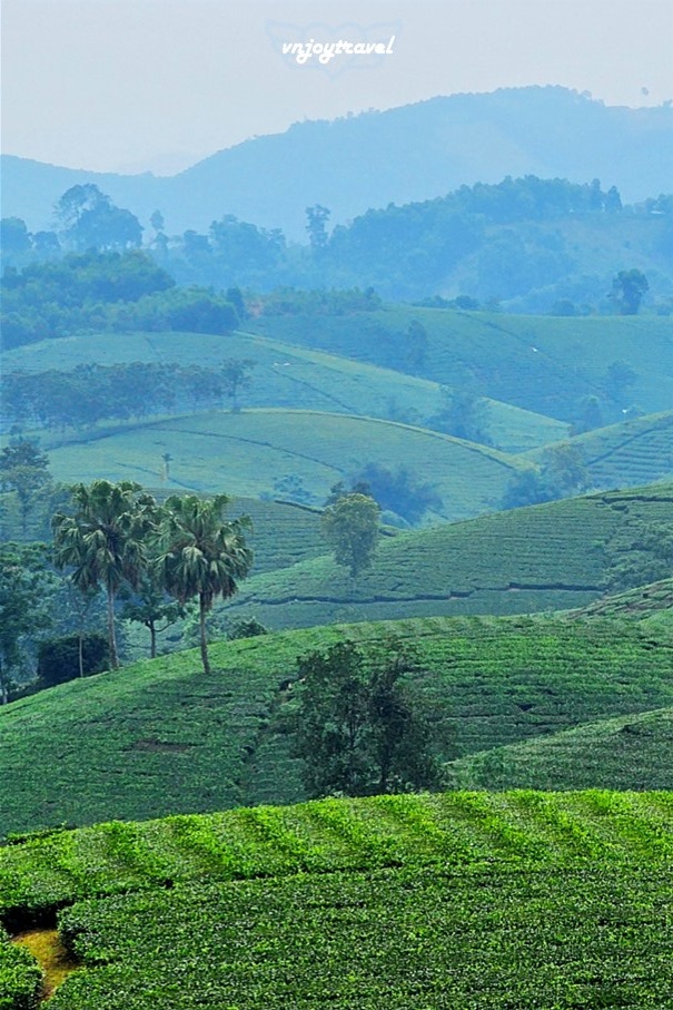 เที่ยวเวียดนาม vnjoytravel vietham ฟู้เถาะ Phu Tho ทุ่งภูเขาไร่ชาลองโก้ก Doi Che Long Coc Tea Hills
