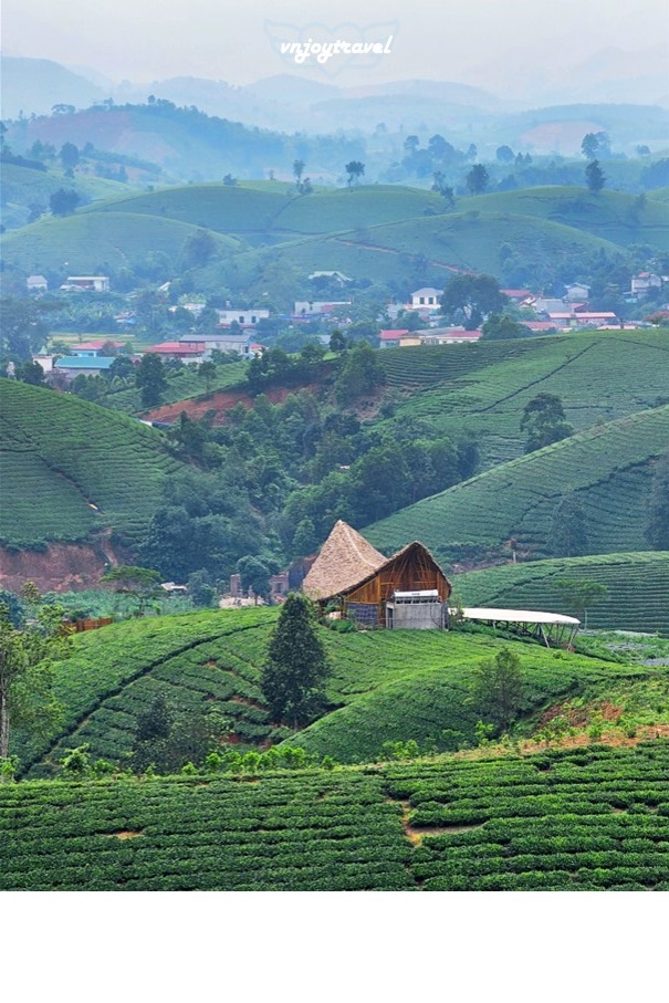 เที่ยวเวียดนาม vnjoytravel vietham ฟู้เถาะ Phu Tho ทุ่งภูเขาไร่ชาลองโก้ก Doi Che Long Coc Tea Hills