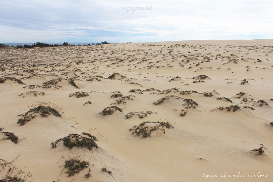 เที่ยวเวียดนาม vnjoytravel vietnam กว๋างจิ  Quang Tri ทะเลทราย เนินทรายหวินห์จุง doit cat vinh trung sand dune desert