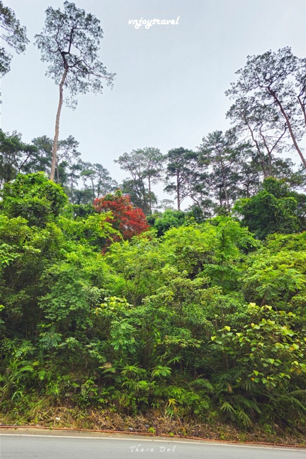 เที่ยวเวียดนาม vnjoytravel vietnam หวินห์ฟุก vinh phuc ตามด๋าว tam dao อุทยานแห่งชาติตามด๋าว vuon quoc gia tamdao national park