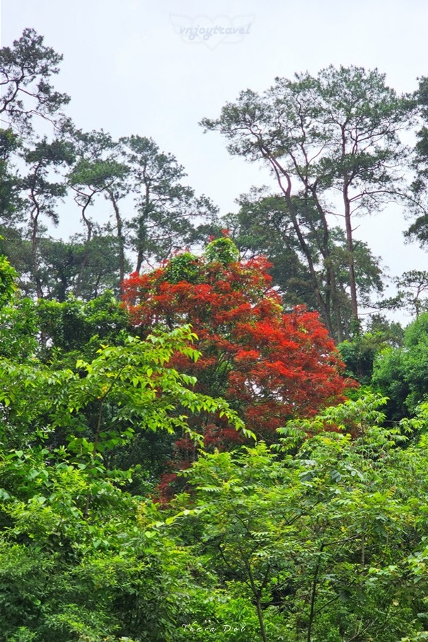 เที่ยวเวียดนาม vnjoytravel vietnam หวินห์ฟุก vinh phuc ตามด๋าว tam dao อุทยานแห่งชาติตามด๋าว vuon quoc gia tamdao national park
