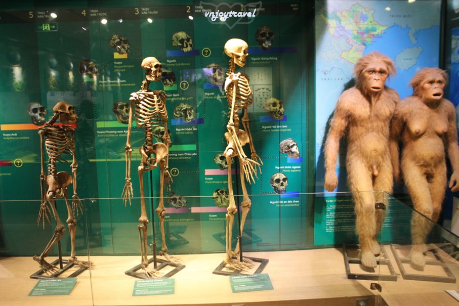 เที่ยวเวียดนาม vnjoytravel vietnam ฮานอย Hanoi พิพิธภัณฑ์ธรรมชาติวิทยา National Museum of Nature