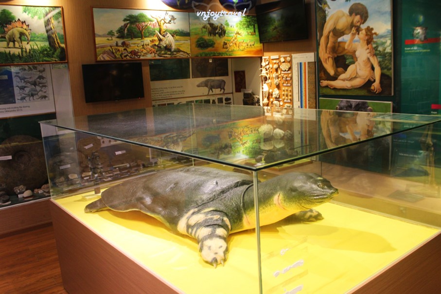 เที่ยวเวียดนาม vnjoytravel vietnam ฮานอย Hanoi พิพิธภัณฑ์ธรรมชาติวิทยา National Museum of Nature